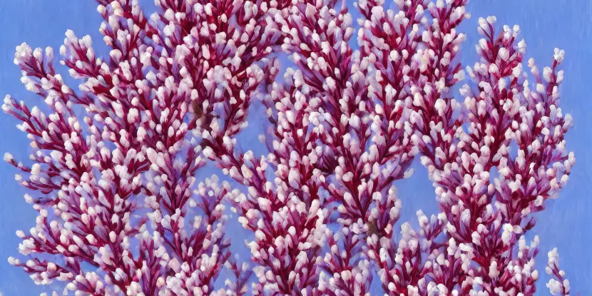 Desert Willow branches loaded with buds
