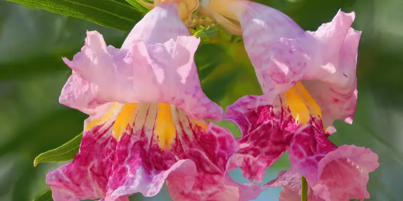 A close-up of delicate pink Desert Willow flowers
