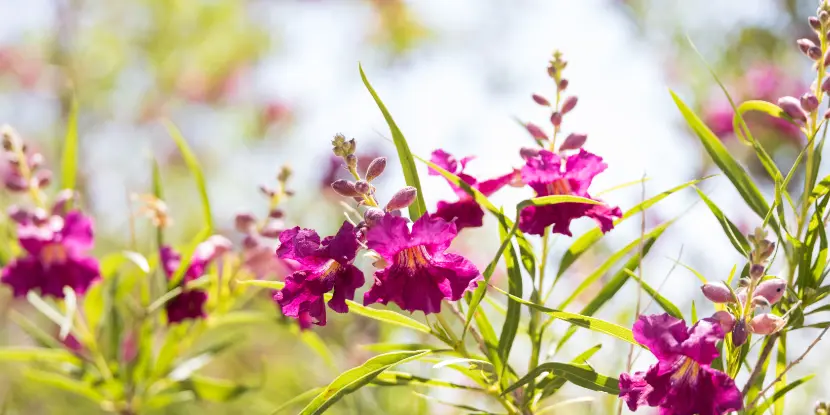 Burgundy blossoms on a Desert Willow shrub