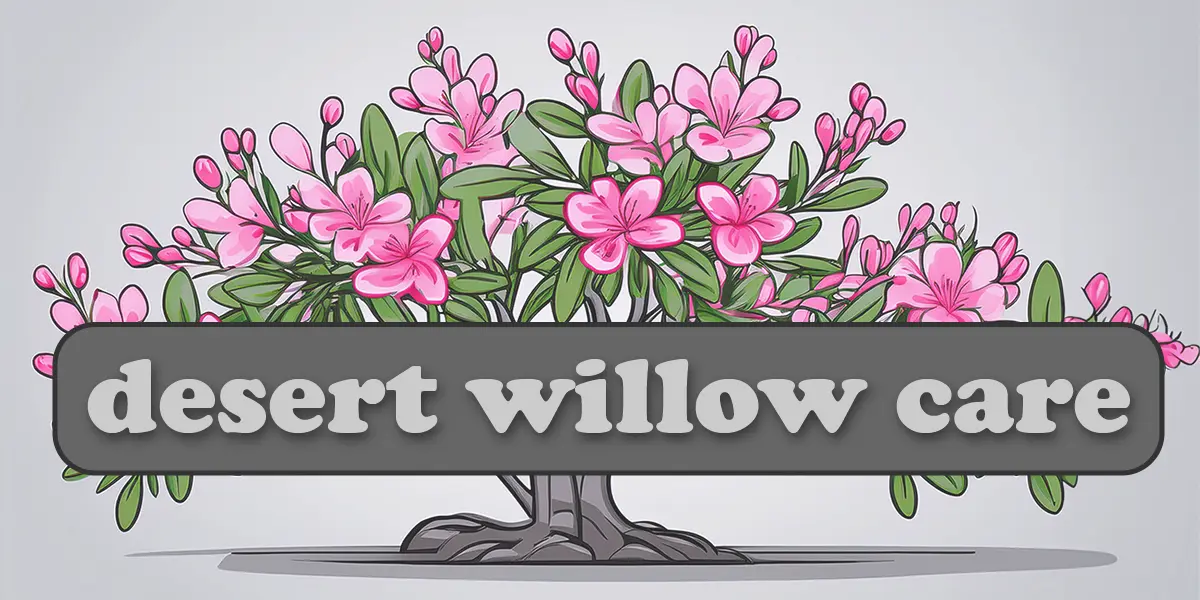 Desert Willow Tree Care