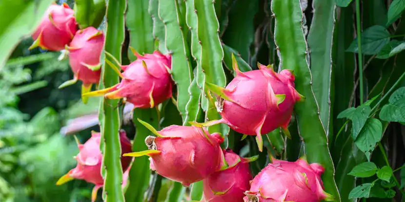Dragon fruit forming on a plant