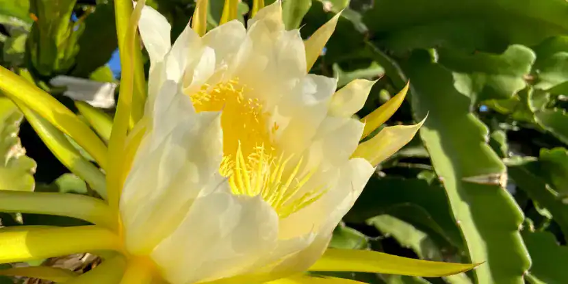 A luminous dragon fruit flower
