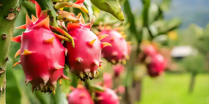 Dragon fruit hanging from a plant