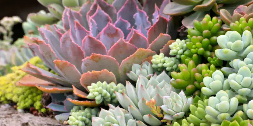 A cluster of succulent plants