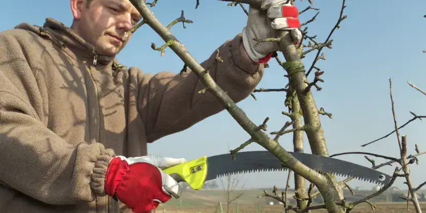 A man prunes a limb from a young tree