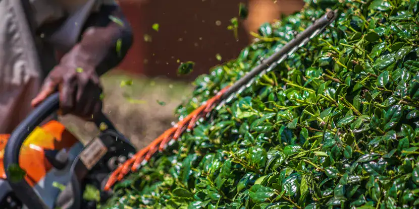 A power hedge trimmer in action