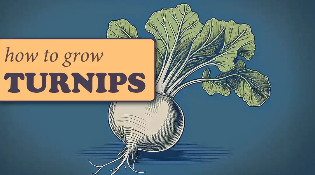 How to Grow Turnips from Seeds — & Why