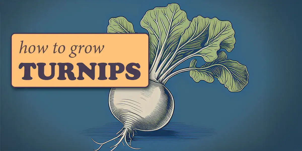 How to Grow Turnips