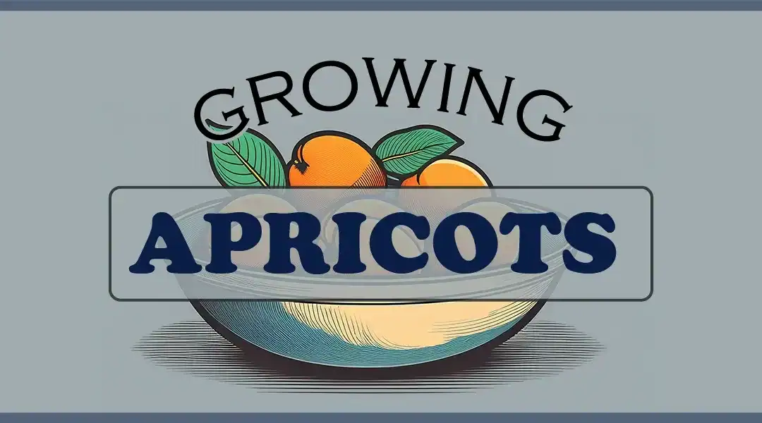 Apricot Tree Care in the City of Angels 