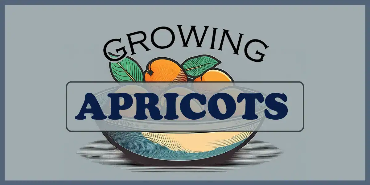 Growing Apricots
