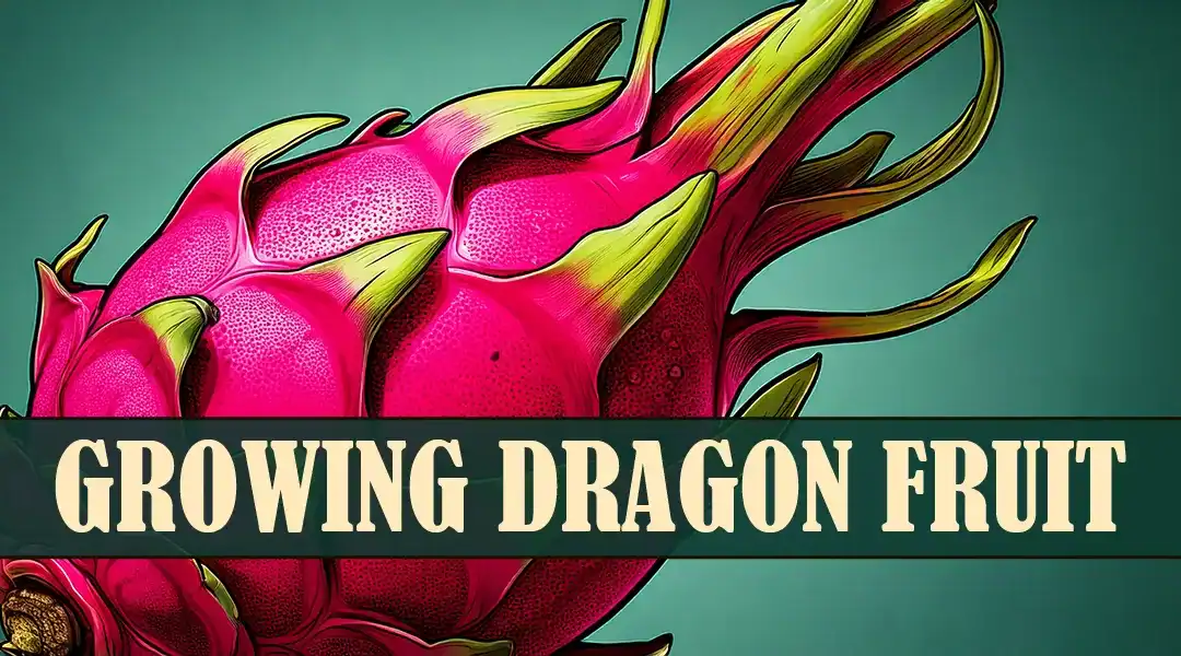 How to Grow Dragon Fruit in Your Southern California Garden