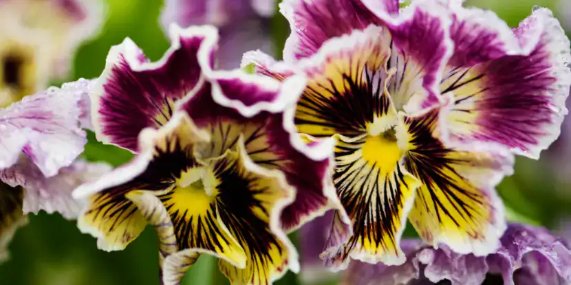 Frizzle Sizzle Pansies