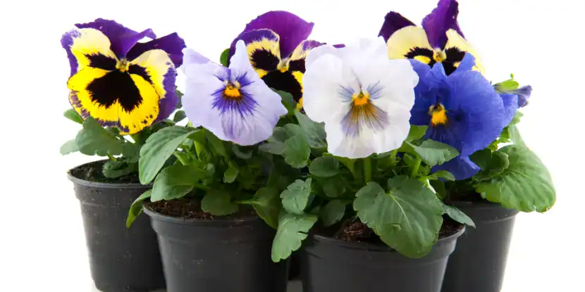 Container-grown pansies