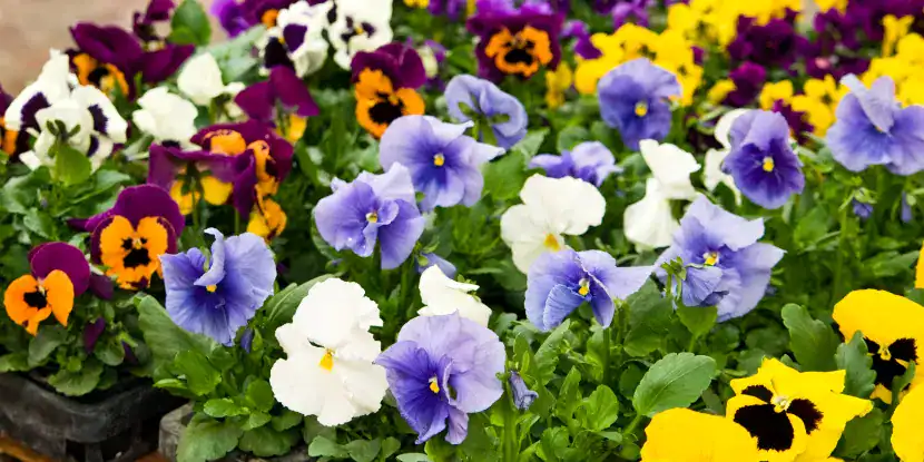 Pansy varieties in the nursery