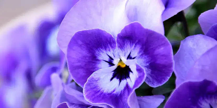 The 'face' of a pansy