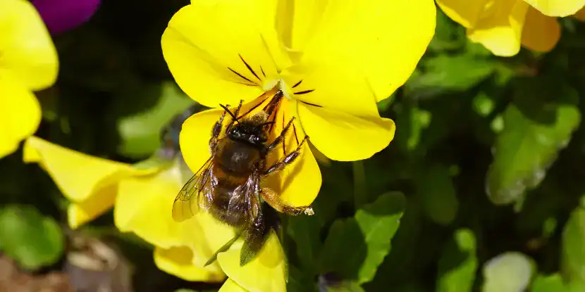 A bee on a pansy flower