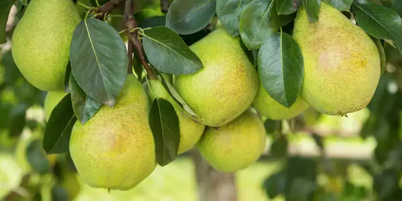 Pears ready for harvest