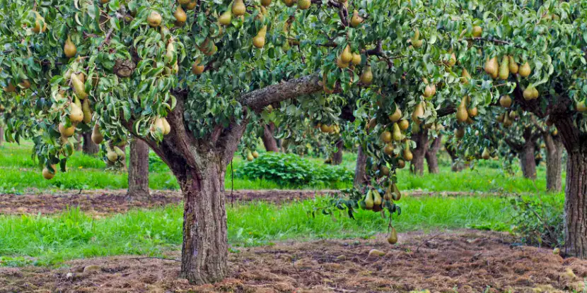 A pear tree laden with fruit