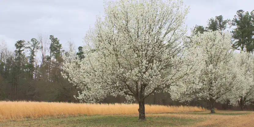 Flowering pear trees