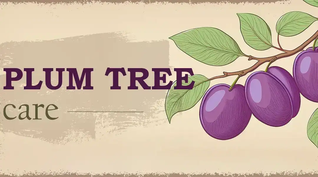 Premier Plum Tree Care for Plentiful Pickings