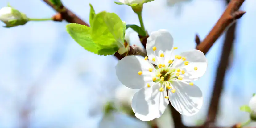 Close-up of a plum tree blossom