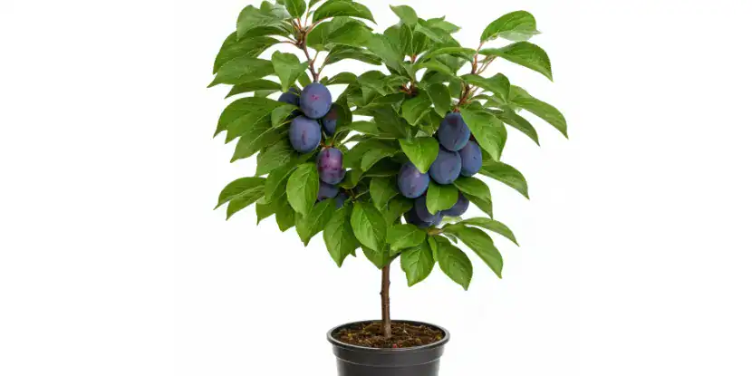 Containerized plum tree
