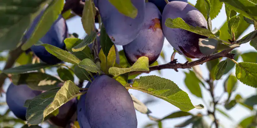 Purple plums on the tree