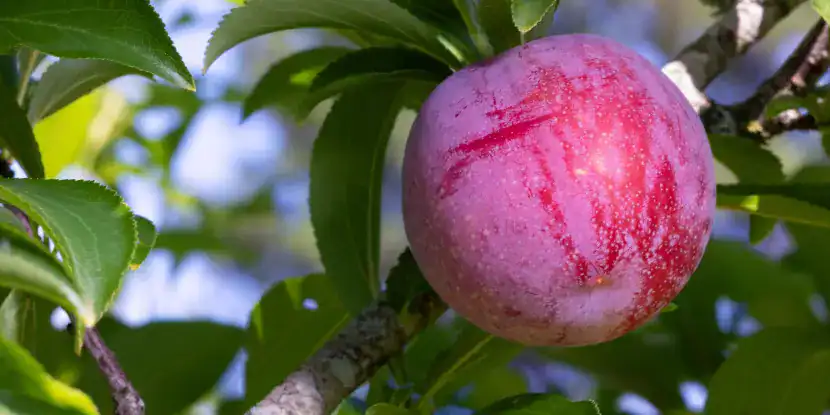 A fat Santa Rosa plum on the tree
