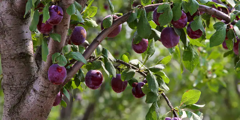 Plums on a mature tree