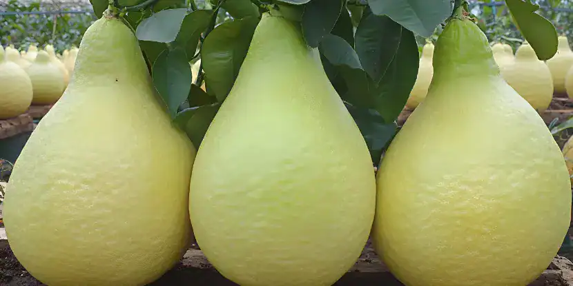 Giant pear-shaped pomelos on the tree