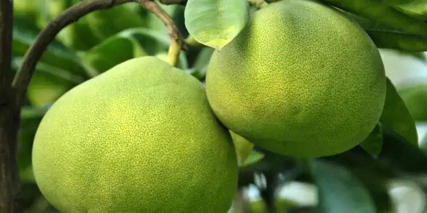 Pomelos turning yellow on the tree