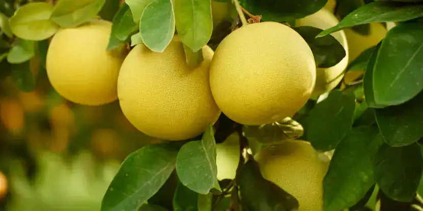 Round Chandler Pomelos
