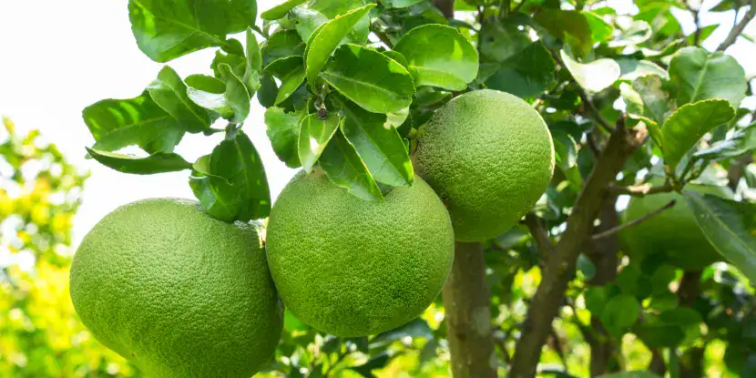 Unripe pomelos on the tree