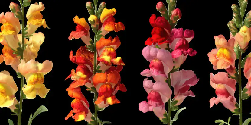 Various colors of snapdragons