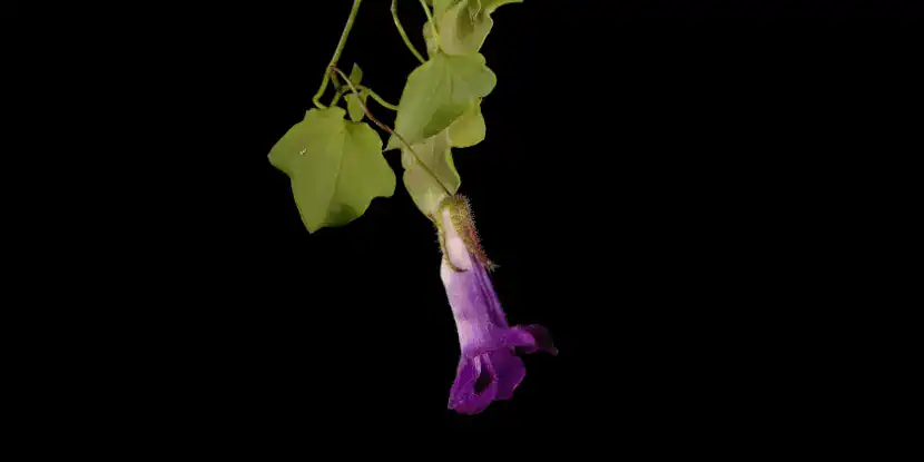 Close-up of a trailing snapdragon blossom