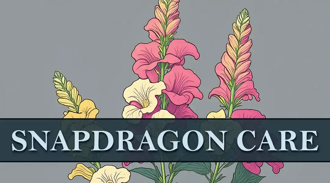How to Grow & Care for Snapdragons 