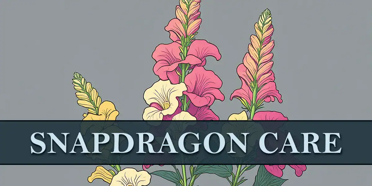 Snapdragon Care