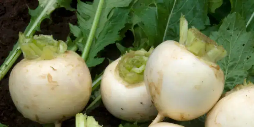 Tokyo Cross turnips