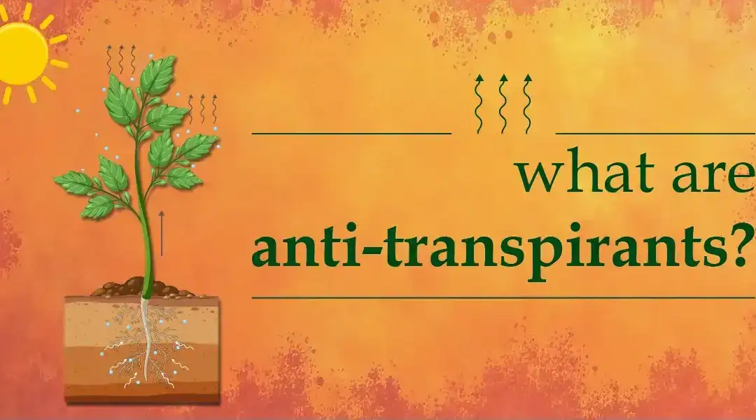 What Are Anti-Transpirants & How Can They Protect Your Plants?