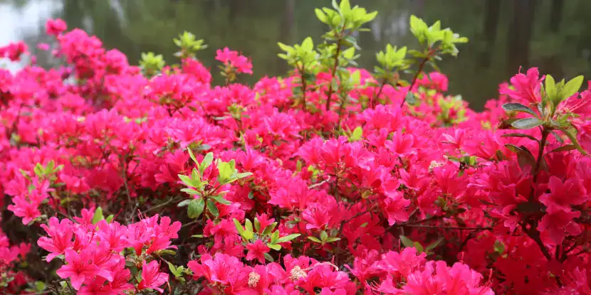 A dense cluster of red azalea blooms