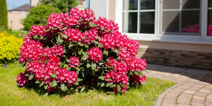 A healthy, heat-adapted azalea bush