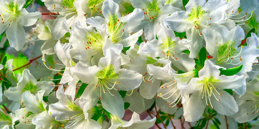 Gorgeous white azalea blossoms