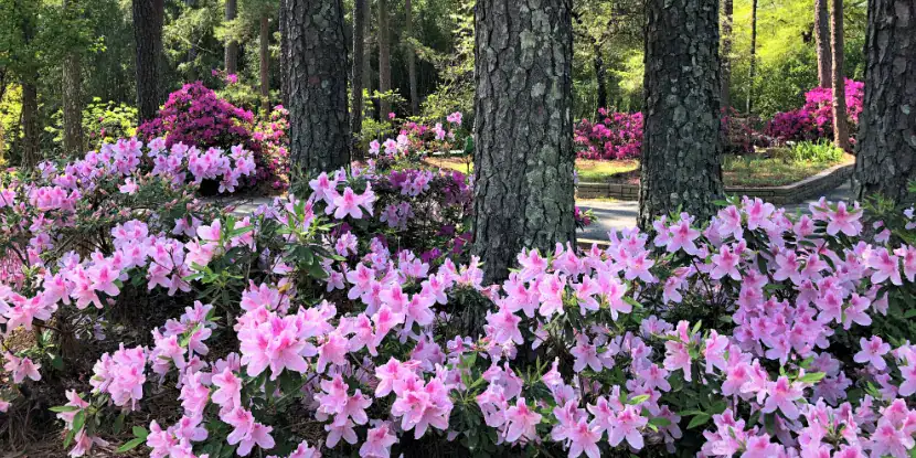 Pink azaleas in a shady garden