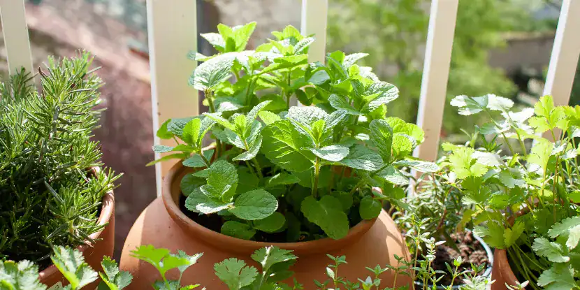 A container herb garden