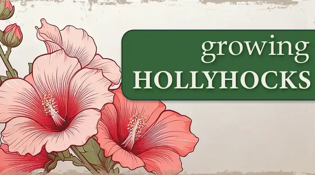 Growing Hollyhocks for Your Water-Conscious Garden