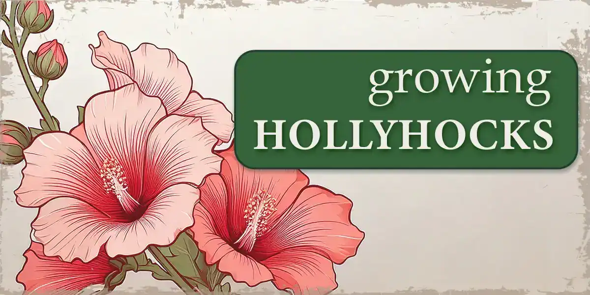 Growing Hollyhocks