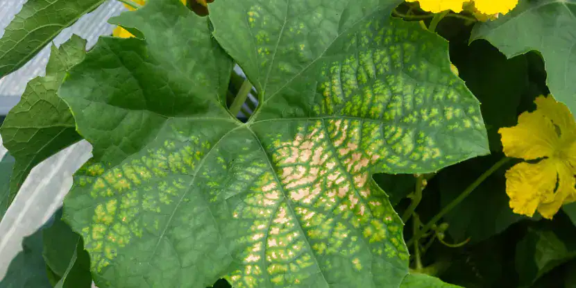 Sunburn on a luffa leaf