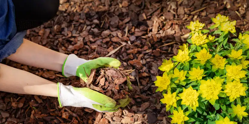 A woman mulching a flower garden