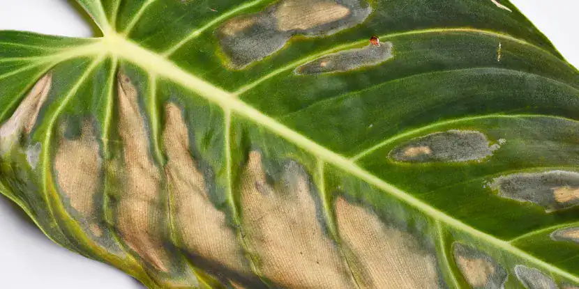 A badly sunburned philodendron leaf