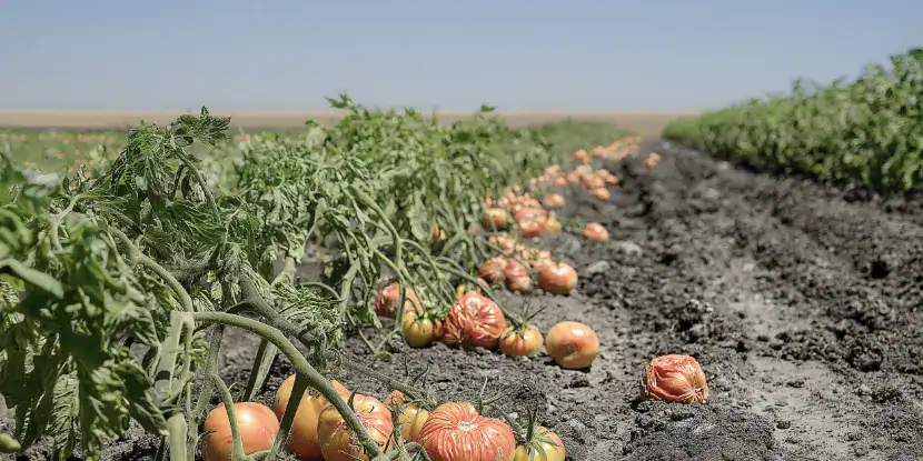 Wilted tomato plants in a field
